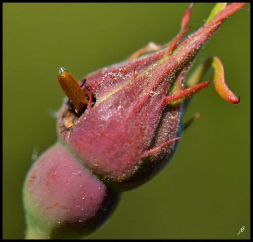 Rhagonycha sp.